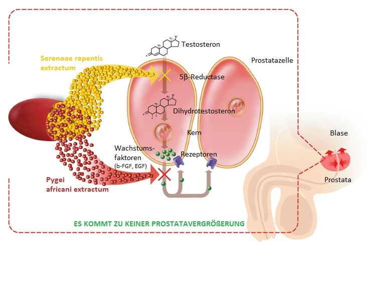 serenoae-vs-pygei2018 serenoae-vs-pygei2018